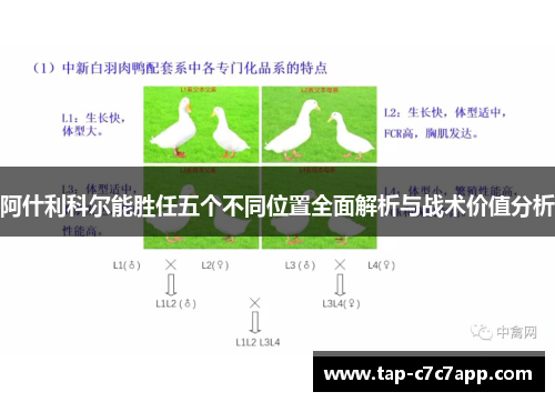 阿什利科尔能胜任五个不同位置全面解析与战术价值分析 阿什利科尔能胜任五个不同位置全面解析与战术价值分析